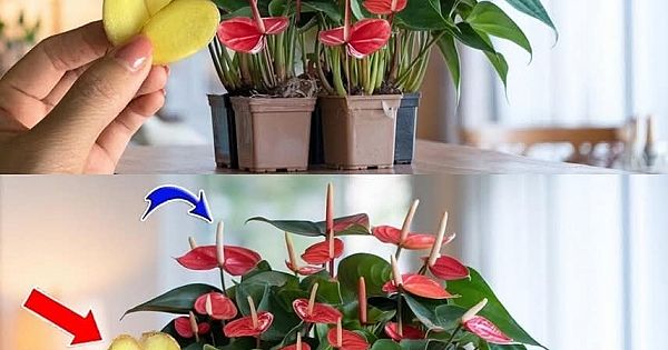 Antoryum, çiçek dalları ile nasıl hızlı bir şekilde çoğaltılır 