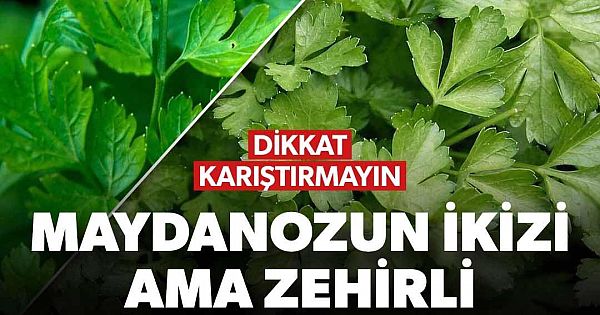 Maydanoza benziyor ama zehirli 